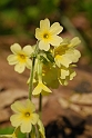Primrose family